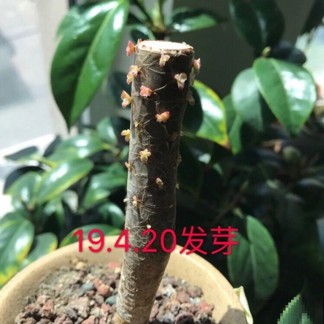 4月是养多肉的黄金期,浇水、施肥···都有窍门,现在知道还不晚 4月是养多肉的黄金期,浇水、施肥···都有窍门,现在知道还不晚