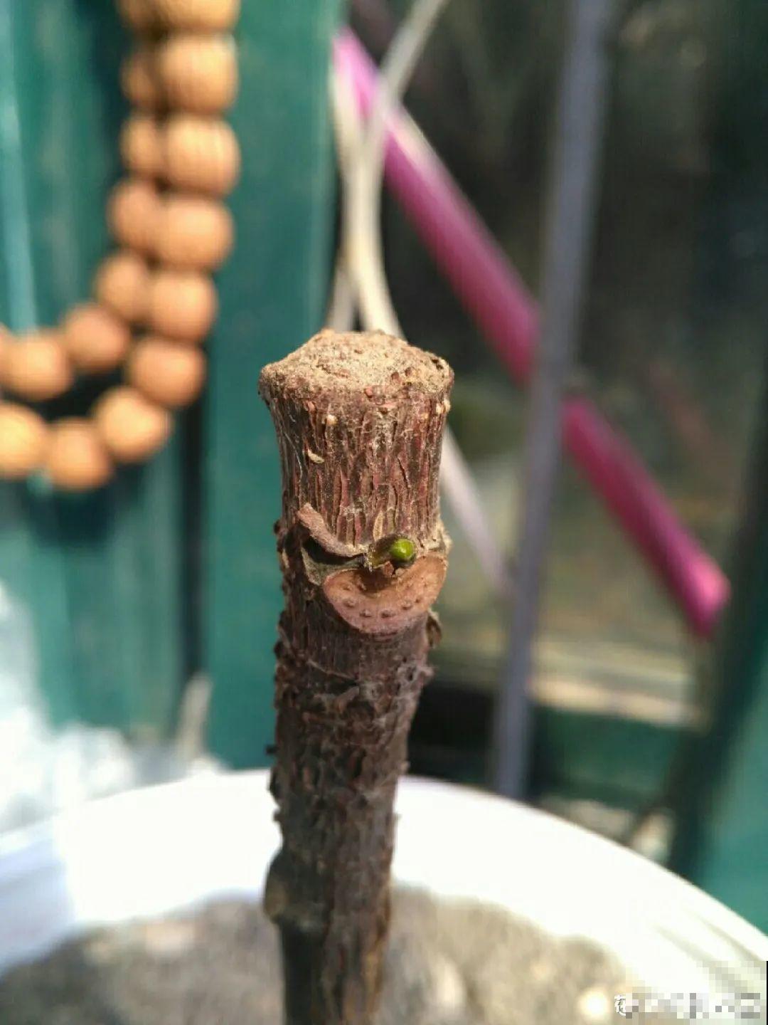 公认的难养花，买一盆死一盆，原来是被动了手脚…