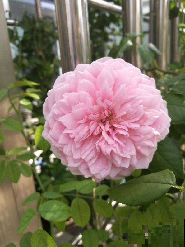 养花不用养太多,这一种花养好了,足够撑起一家门面! 养花不用养太多,这一种花养好了,足够撑起一家门面!