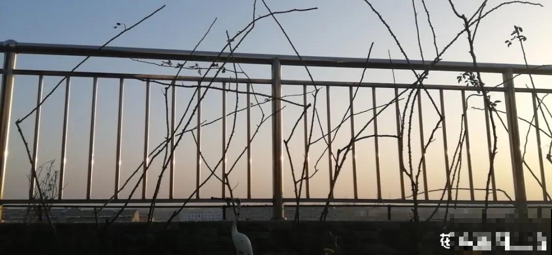 屋里种一棵爬藤花，夏天开花超旺，越热开花越多