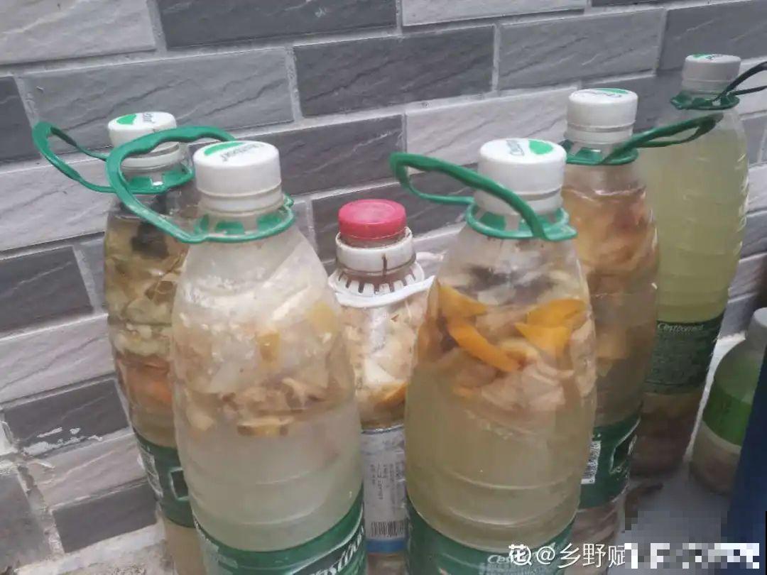 给花浇水掺点白醋，植物根比萝卜还粗，健壮不黄叶