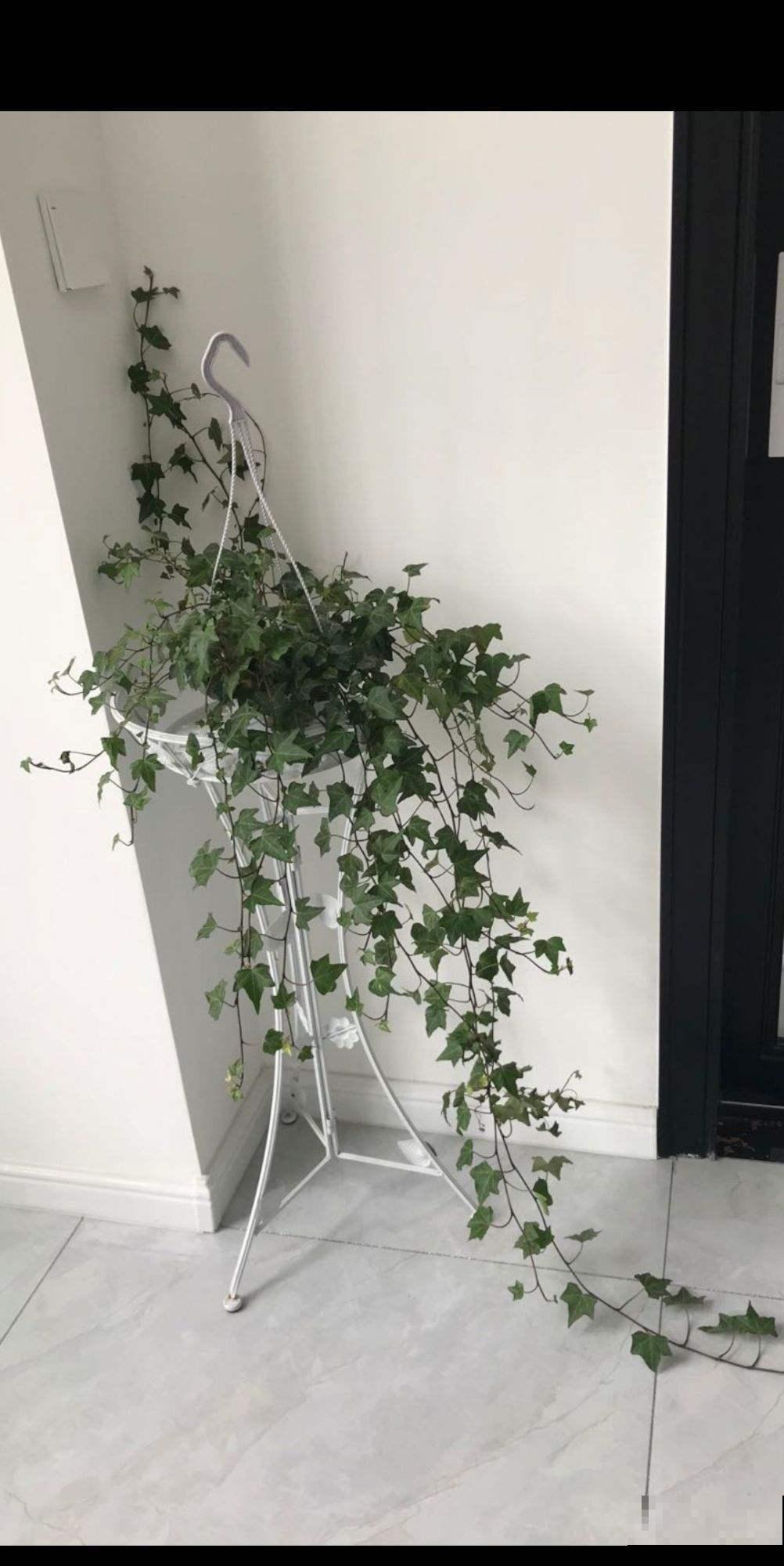 卧室植物这么摆,设计感好,又睡得香 卧室植物这么摆,设计感好,又睡得香