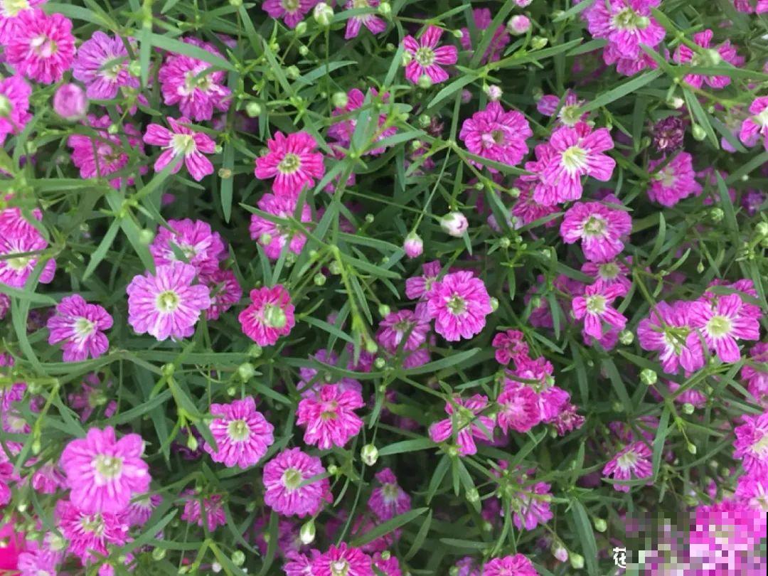 5月出门,收下这份百花图谱,啥花都能叫上名! 5月出门,收下这份百花图谱,啥花都能叫上名!