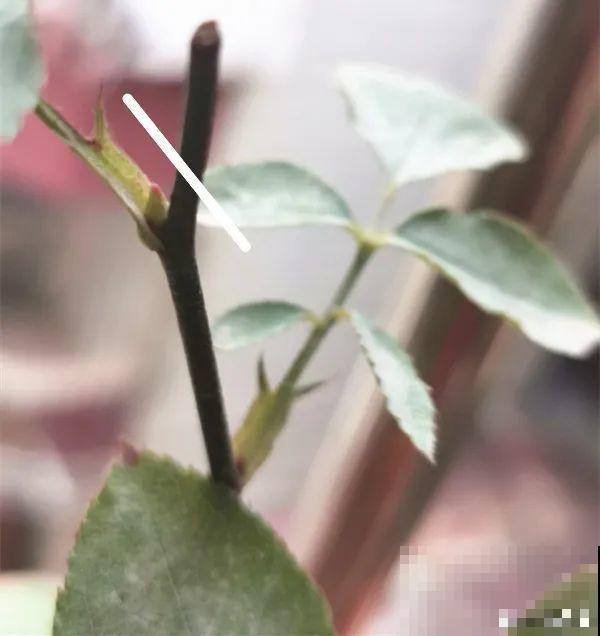 家里养了月季,花后使劲剪,越剪越开花,真省心 家里养了月季,花后使劲剪,越剪越开花,真省心