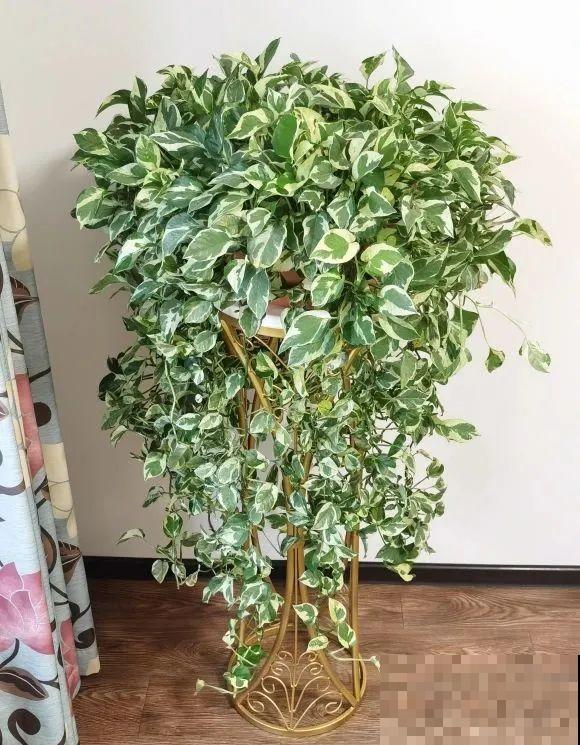 28种耐阴花，没光也能开爆盆，养在家里超有范儿