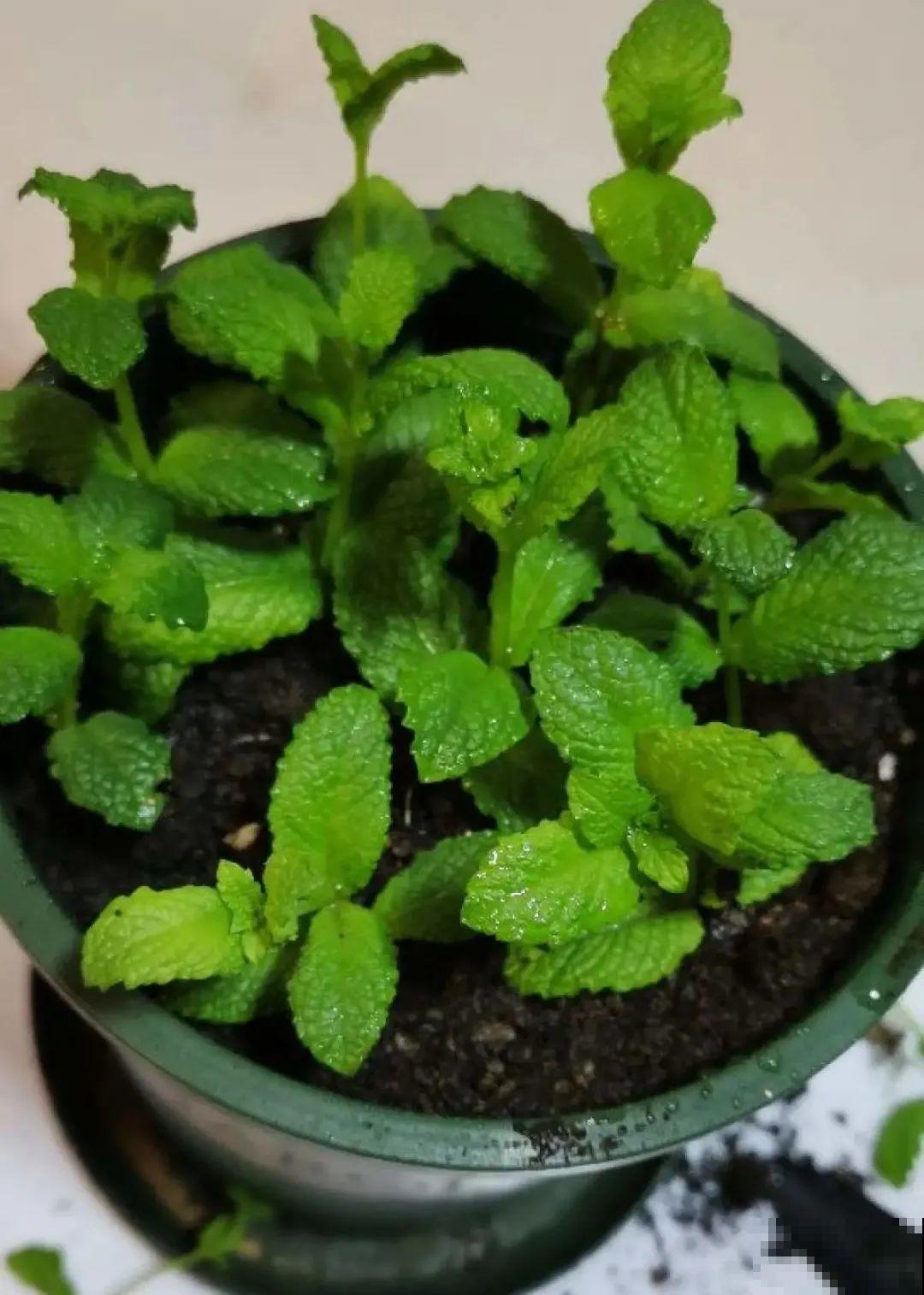 6种花夏天扦插,枝条剁8段、撒土里,3岁小孩都能插活! 6种花夏天扦插,枝条剁8段、撒土里,3岁小孩都能插活!