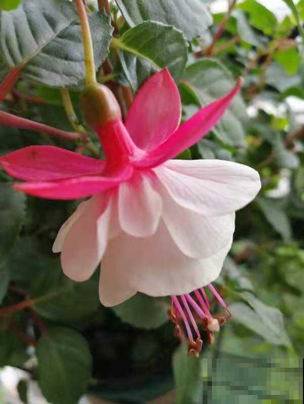 这5种花,没有太阳照样旺,阳台背阴也能养! 这5种花,没有太阳照样旺,阳台背阴也能养!