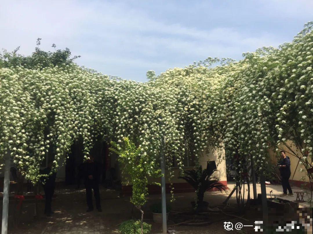 30米高三角梅，千年的紫藤树···5种花越老越值钱