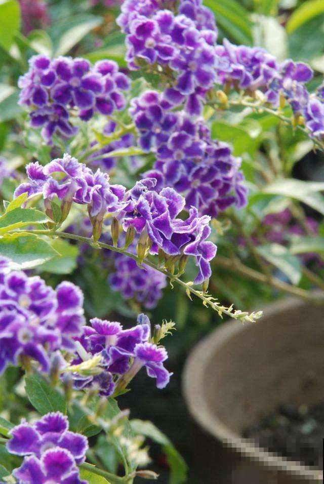 命里带“金”的花，开花美翻了，养在家里还有好兆头