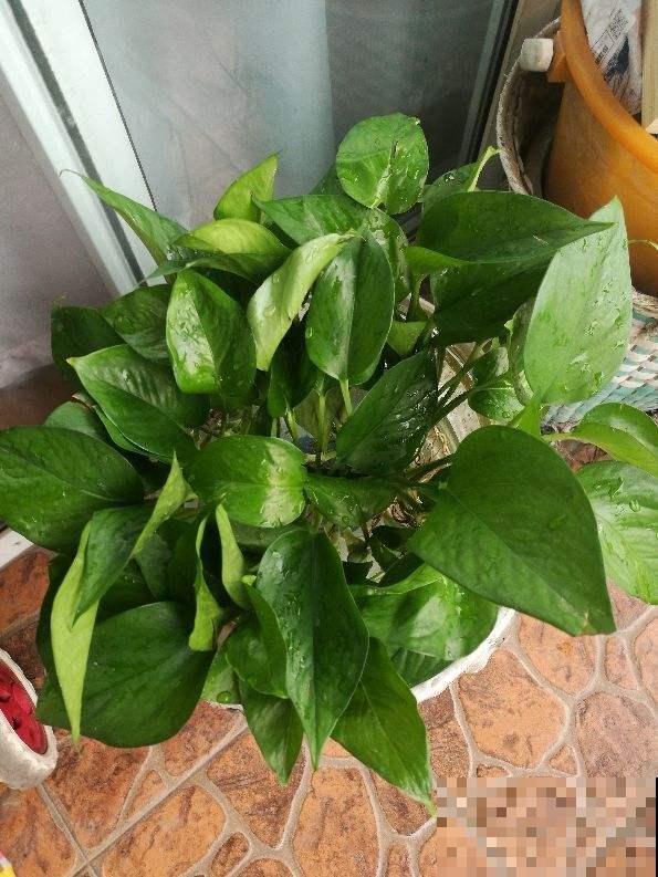 给花浇点“酸酸水”，花长得特旺盛，呼呼开爆