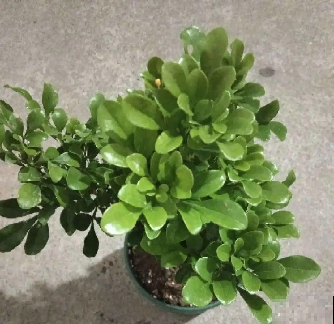 米兰花喜欢喝醋，一个月来一勺，花苞嘟噜噜冒