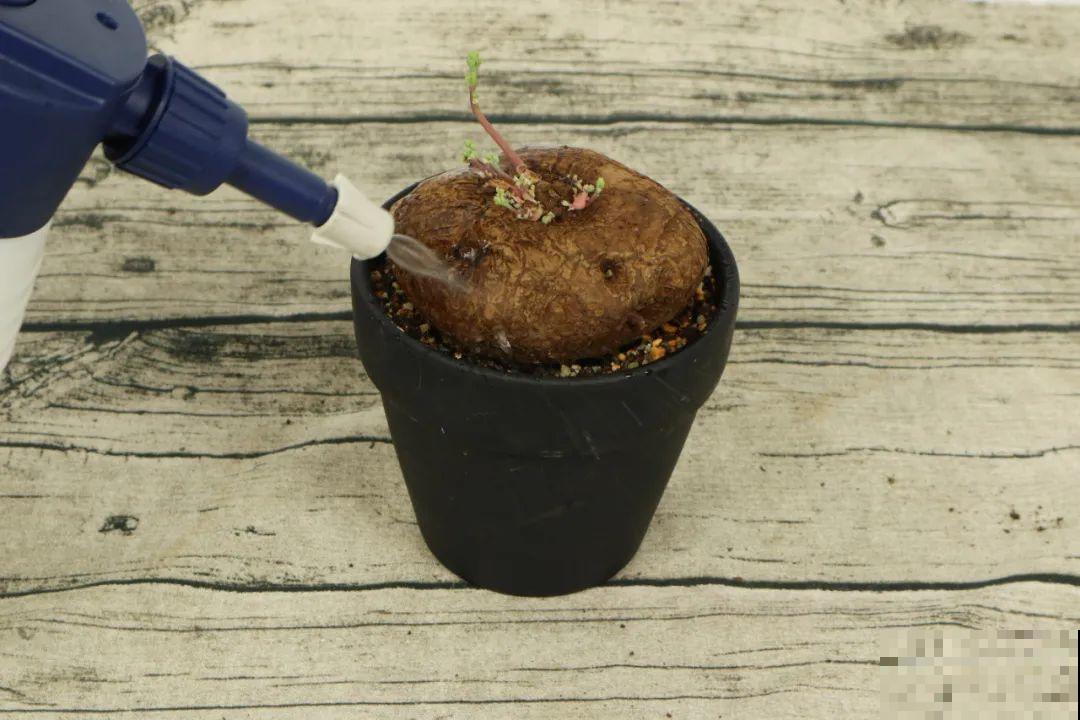 8种花开始慢慢睡醒了， 现在长得正旺，多浇水施肥， 开花更多！