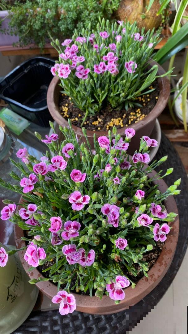 耐热耐旱的石竹花，春天开得正旺盛，现在养很合适