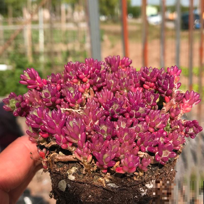 3种花太强悍,钻到墙缝、地缝都能活,夏天照样开花! 3种花太强悍,钻到墙缝、地缝都能活,夏天照样开花!