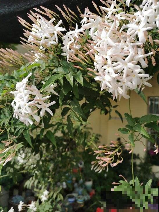 仙气飘飘的素馨花，开花像个花仙子，适合当做庭院观赏植物
