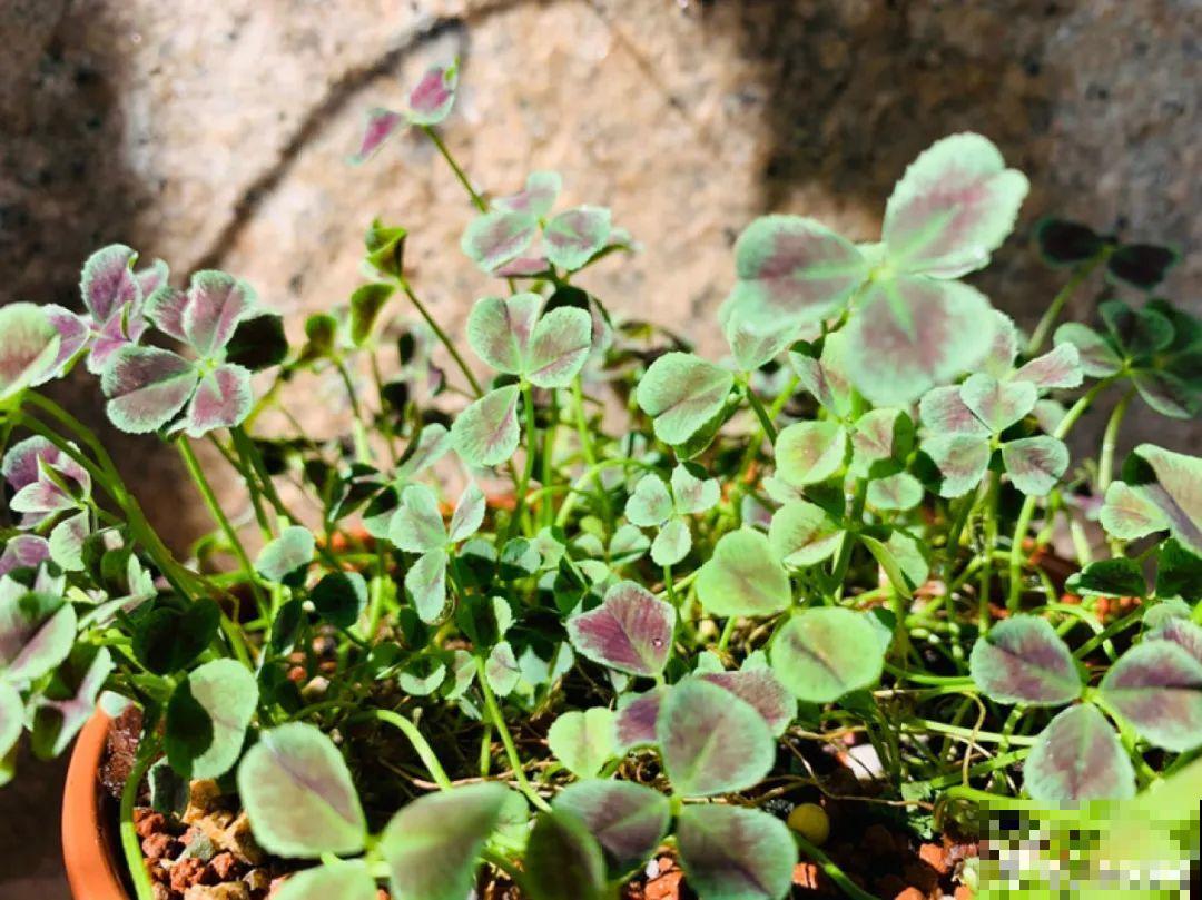 在家种一盆小草,开花的时候,惊艳所有人 在家种一盆小草,开花的时候,惊艳所有人
