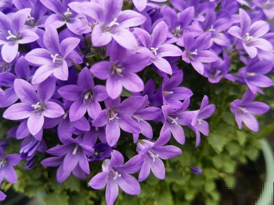 5月出门,收下这份百花图谱,啥花都能叫上名! 5月出门,收下这份百花图谱,啥花都能叫上名!