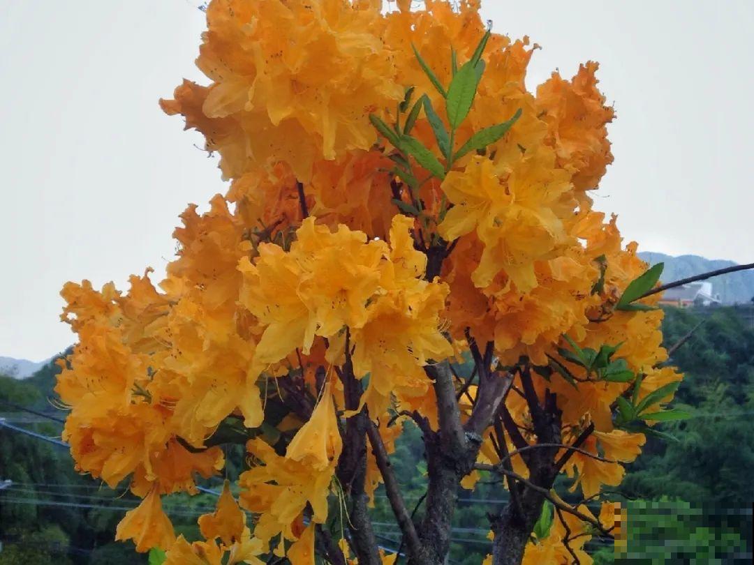 20种有毒花，看见绕道儿走，千万别乱摸