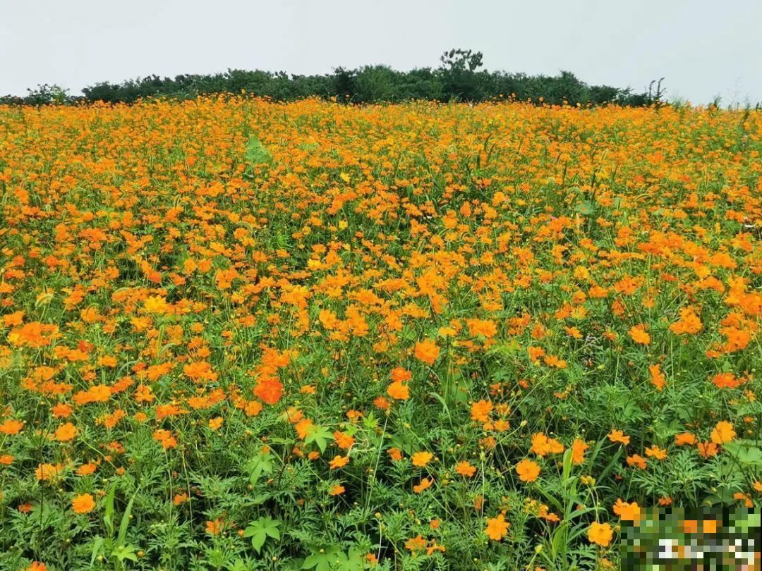 家里养盆“省心”花,自己开花自己结种,不用再买花种了 家里养盆“省心”花,自己开花自己结种,不用再买花种了