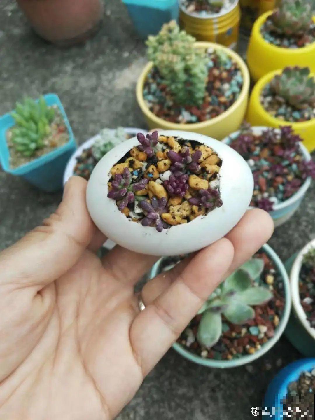 蛋壳里养多肉,长成老桩超好看,还能废物利用 蛋壳里养多肉,长成老桩超好看,还能废物利用