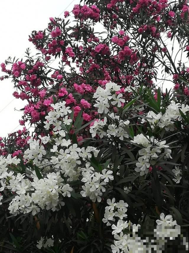 夹竹桃有毒，为啥还种在路边，原来好处多不是一般的多