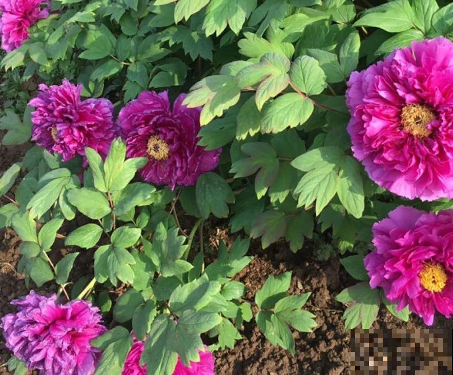 家里养盆“大脸”花，开花巨无霸，看着就喜庆