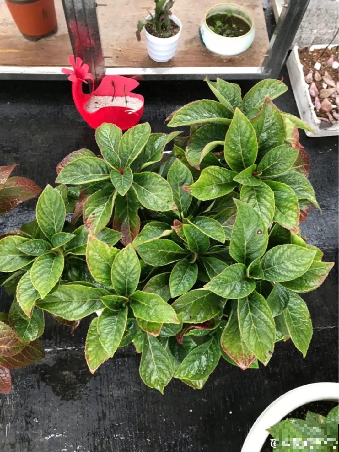 8种花开始慢慢睡醒了， 现在长得正旺，多浇水施肥， 开花更多！