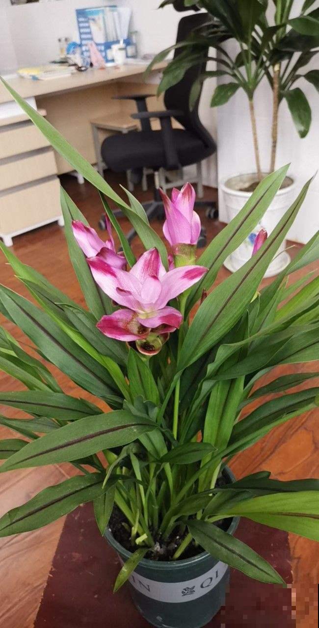 长得像生姜的“荷花”,开花时美艳动人,少见却十分好养 长得像生姜的“荷花”,开花时美艳动人,少见却十分好养