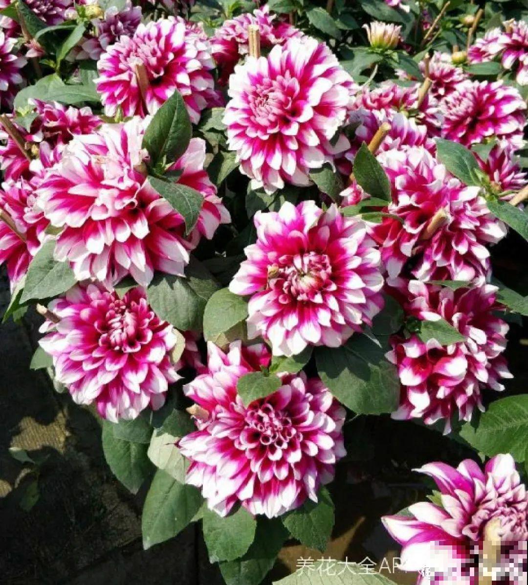 家里养盆“大脸”花，开花巨无霸，看着就喜庆