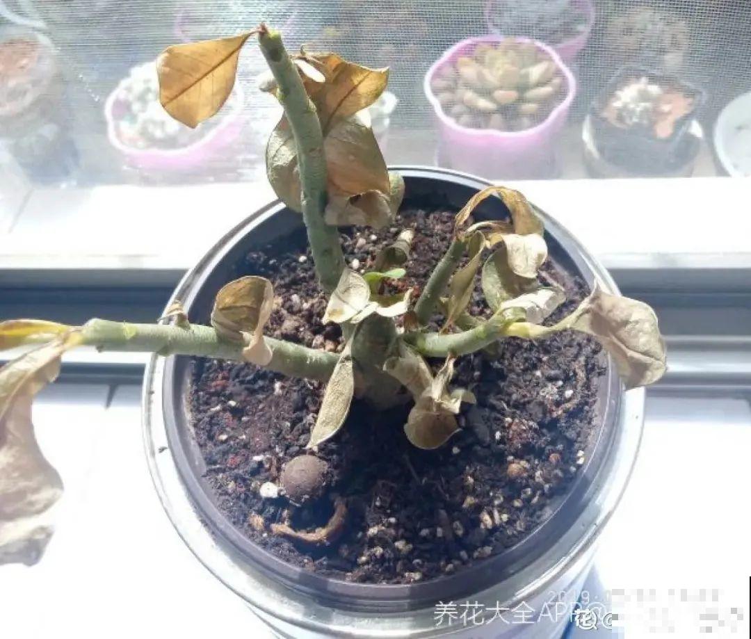 沙漠玫瑰带个大肚子，1个月不浇水照样活，开花比月季美