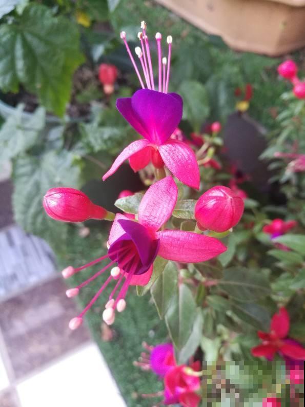 “小吊灯”呼呼掉花，原来是4点养护没注意