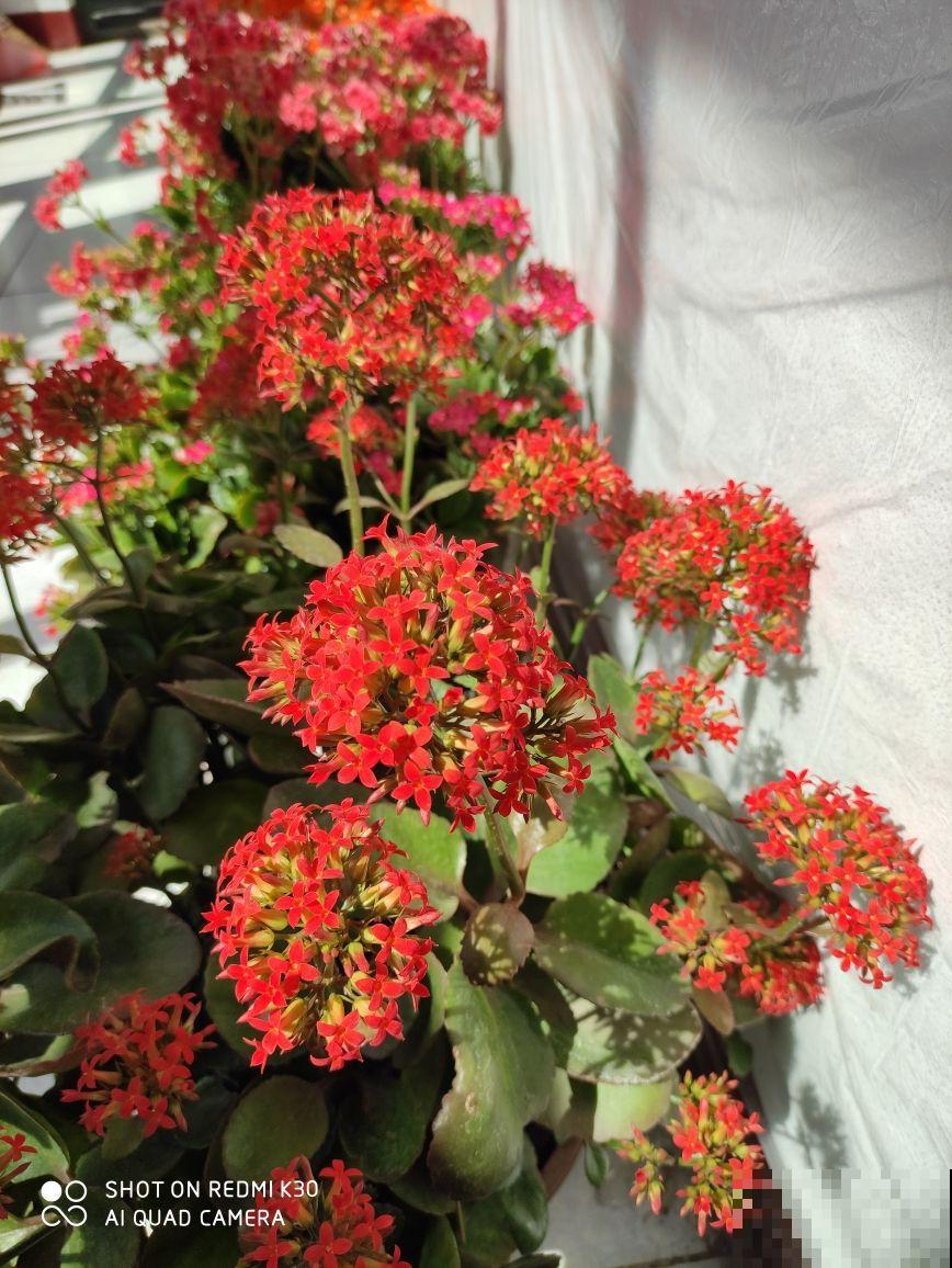 新手养花，记住“6个有”，把花养活没问题