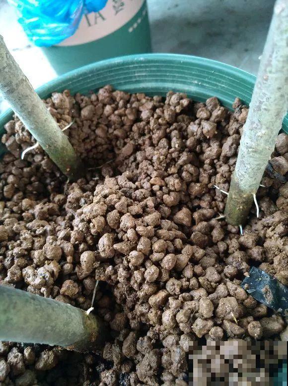 春天最佳繁殖季，扦插播种分株压条，成活率特高