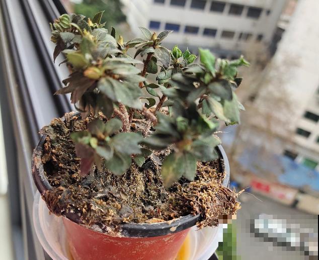 3月份养花,别急着搬出屋外,花容易死翘翘 3月份养花,别急着搬出屋外,花容易死翘翘