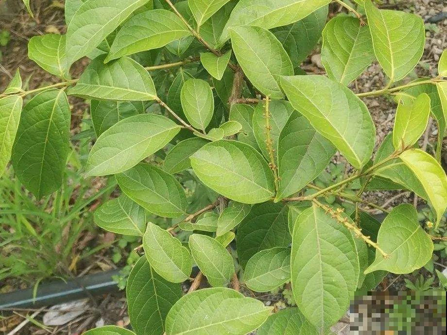 20种有毒花，看见绕道儿走，千万别乱摸