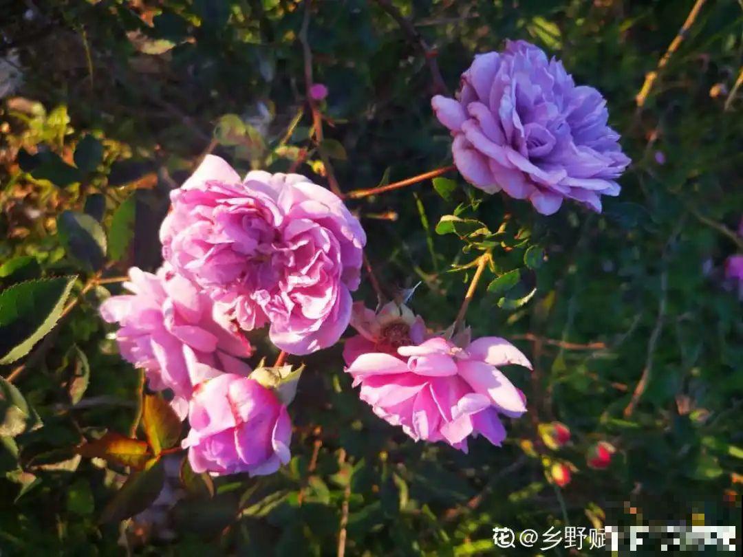 施肥用氮肥要节制，太心急容易烧苗，千万别用多