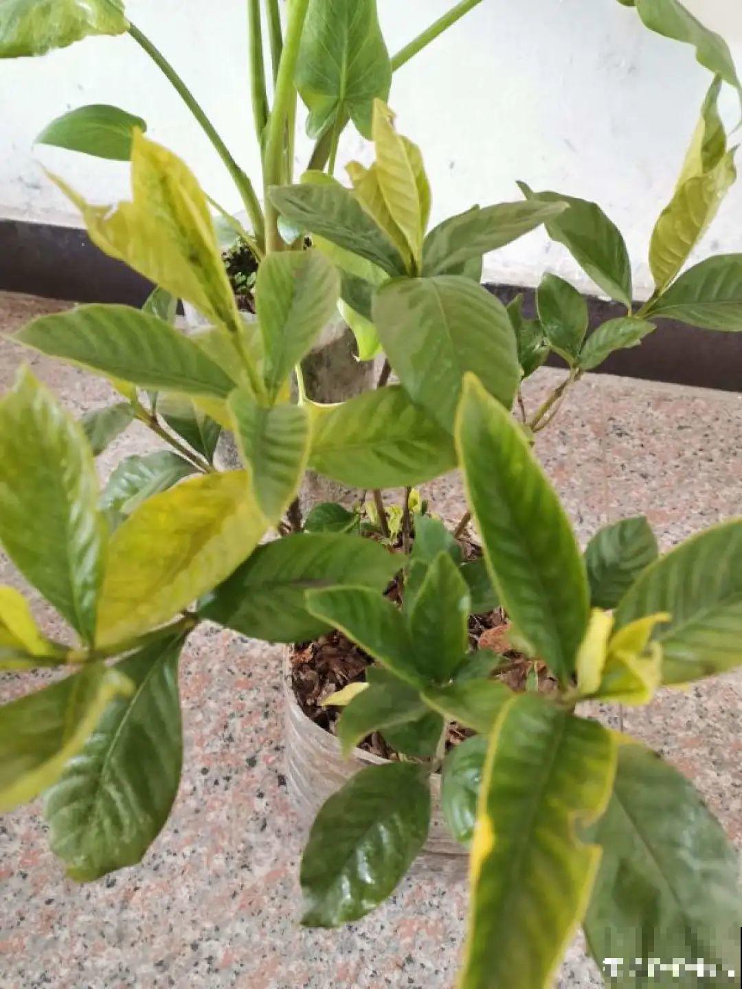 养花必备硫酸亚铁,叶子变绿了,小芽呼呼冒 养花必备硫酸亚铁,叶子变绿了,小芽呼呼冒