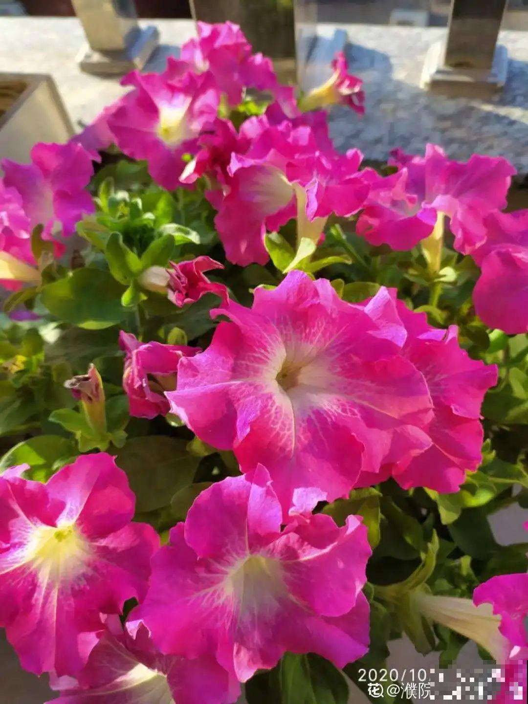 矮牵牛得剪一剪，才能开花多，满盆都是花苞！