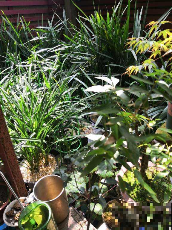 院子里只种兰草，1朵娇艳花也没有，你喜欢吗