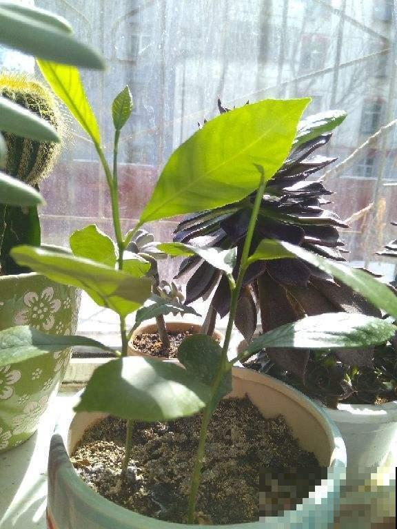 教你柠檬树的养殖方法,简单易活,在家就能“恰柠檬”! 教你柠檬树的养殖方法,简单易活,在家就能“恰柠檬”!