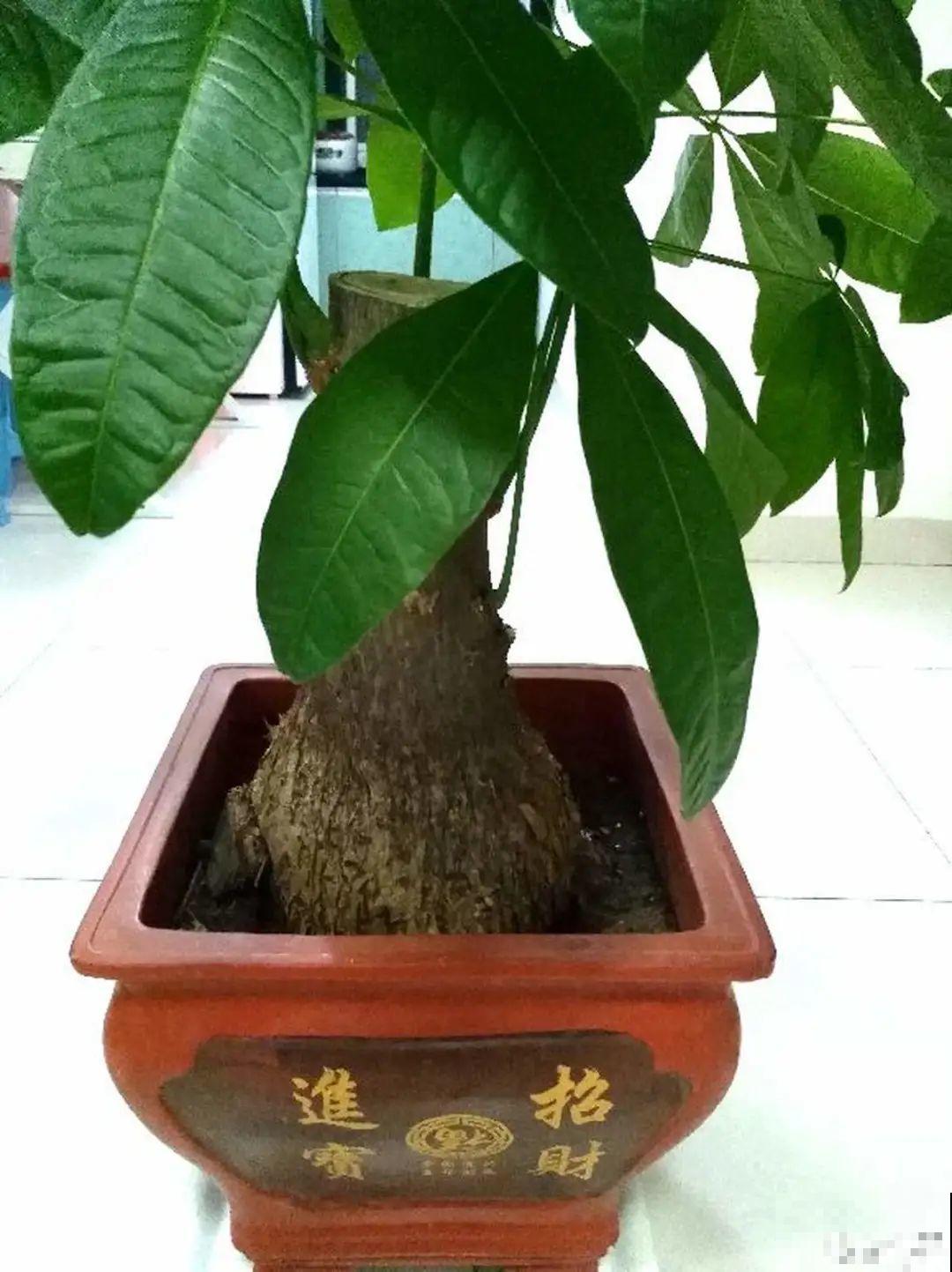 植物长了个大肚子，超级耐旱，一个月不浇水也死不了