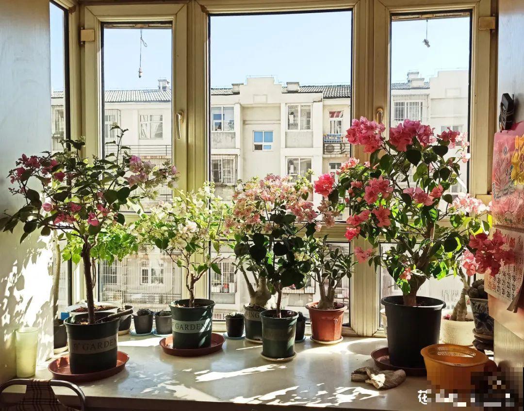 3月份养花,别急着搬出屋外,花容易死翘翘 3月份养花,别急着搬出屋外,花容易死翘翘