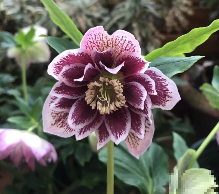 80种常见花卉，读过后，花名难不倒你