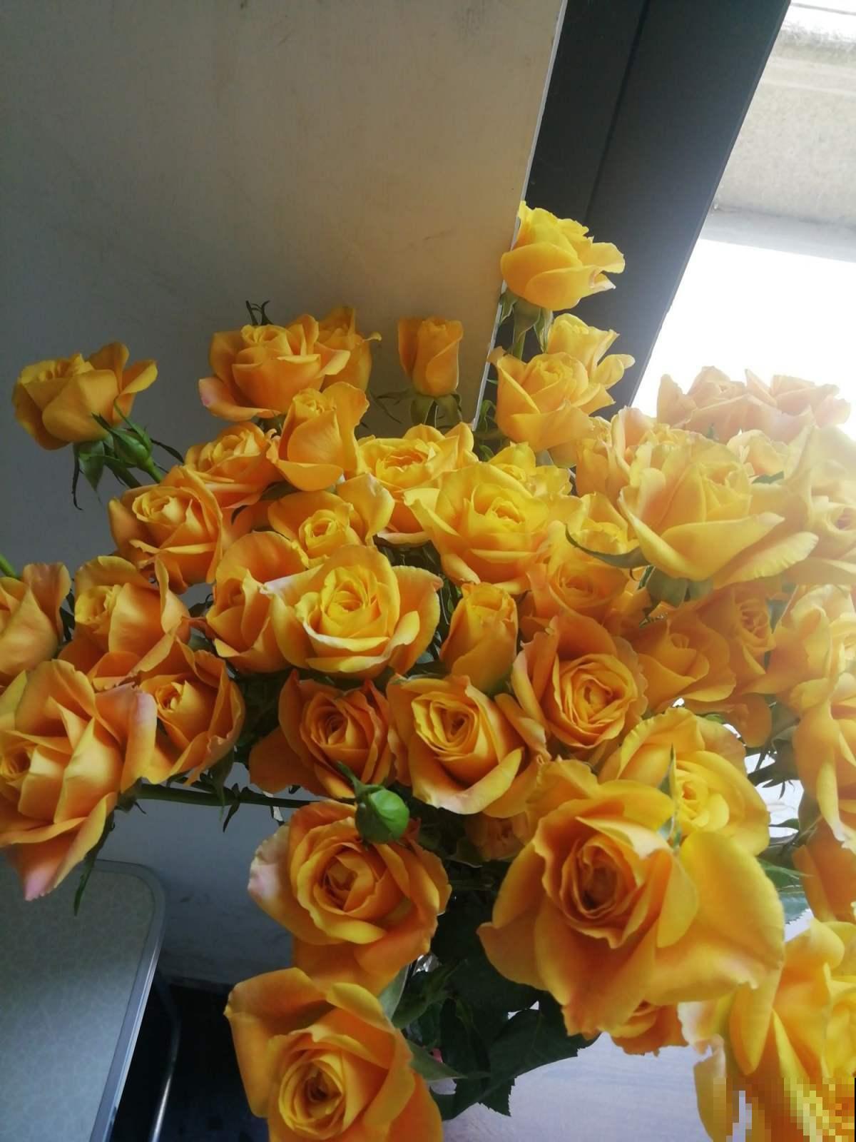 玫瑰原来是月季,养了这么久,还不知道名! 玫瑰原来是月季,养了这么久,还不知道名!