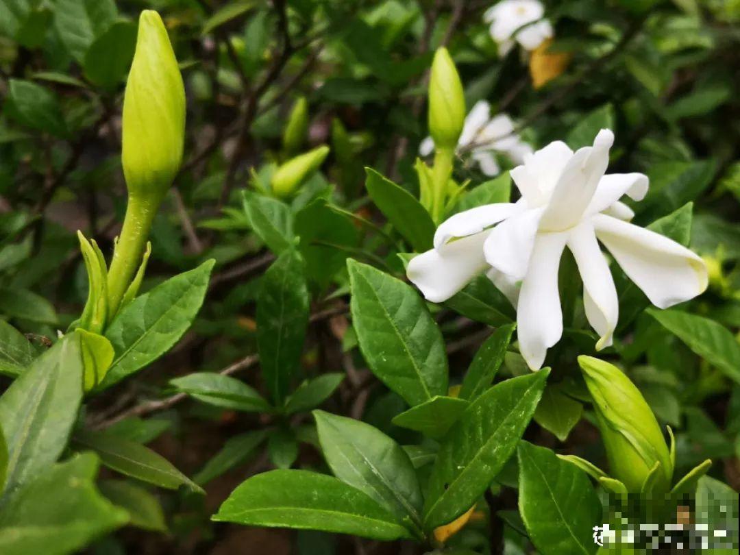 5月出门,收下这份百花图谱,啥花都能叫上名! 5月出门,收下这份百花图谱,啥花都能叫上名!