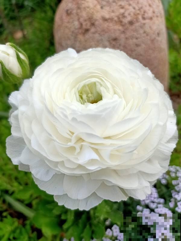 一种花被称作“小牡丹”,叶子像芹菜,4、5月开得正盛 一种花被称作“小牡丹”,叶子像芹菜,4、5月开得正盛