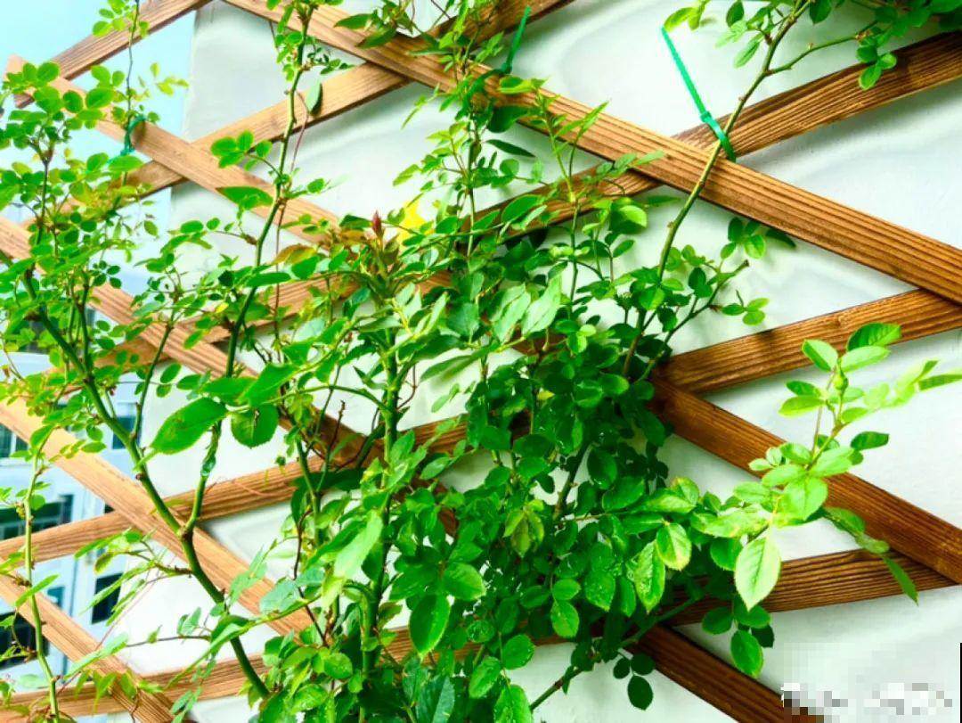 春天养花，就怕乱浇水，浇错水植物死的越快