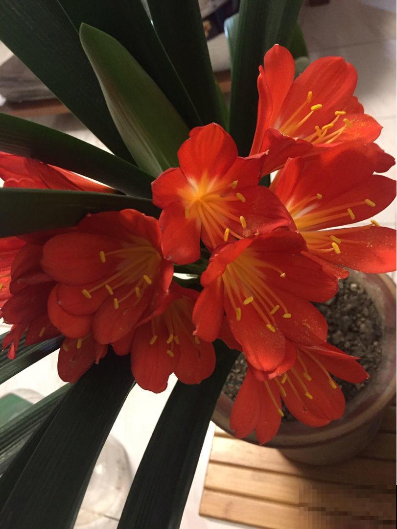 天气变热,养君子兰要注意这5件事,花儿才能安全度夏! 天气变热,养君子兰要注意这5件事,花儿才能安全度夏!