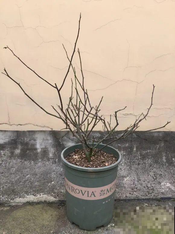 花园“三剑客”，可不太好养，能养好的都是高手