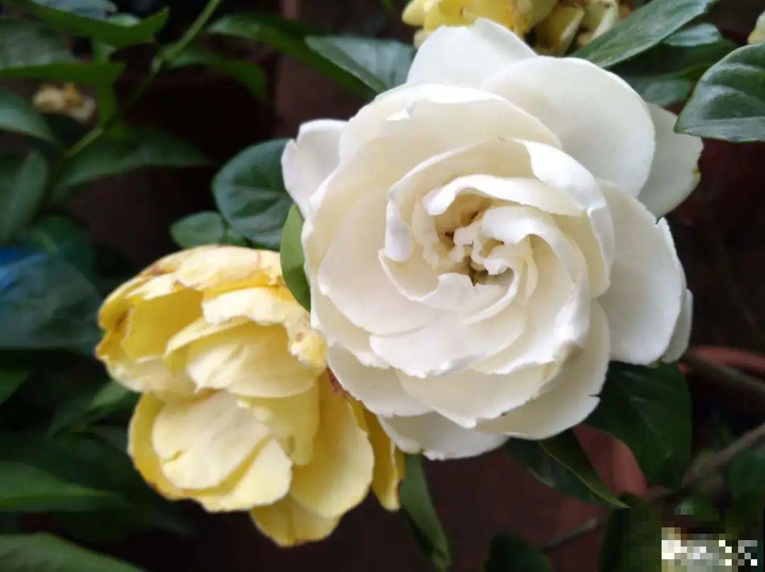 花市里买花,巧认识“激素苗”,买花不上当 花市里买花,巧认识“激素苗”,买花不上当